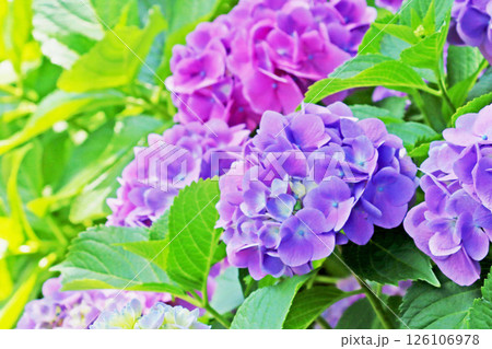 紫の紫陽花の花　アップ 126106978