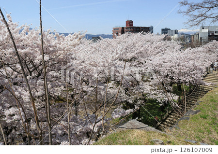 盛岡さくらまつり、盛岡城跡公園(腰曲輪) 盛岡さくらまつり、盛岡城跡公園(腰曲輪) 126107009