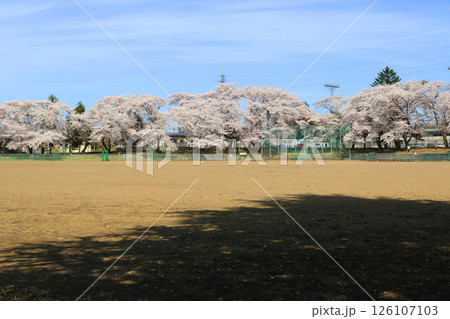 満開の桜とグラウンド 満開の桜とグラウンド 126107103