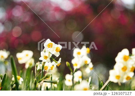 柔らかな光に包まれた水仙	 126107127