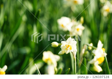 清らかな八重咲きの水仙	 126107128