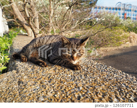 寝そべるキジトラ猫 126107711