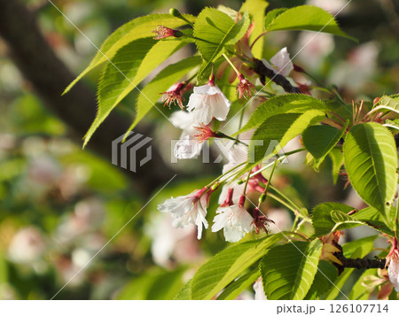 咲いた桜の花 咲いた桜の花 126107714