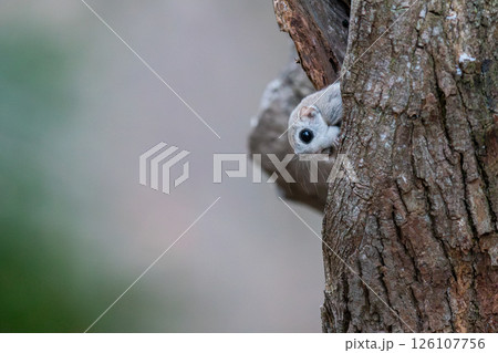 巣穴からひょっこり顔を出したエゾモモンガ 巣穴からひょっこり顔を出したエゾモモンガ 126107756