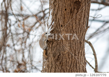 木の幹にしがみついて雪を舐めているエゾモモンガ 126107770