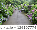 あじさい咲く小道 126107774