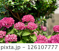 陽ざしに染まるピンクの彩り 126107777