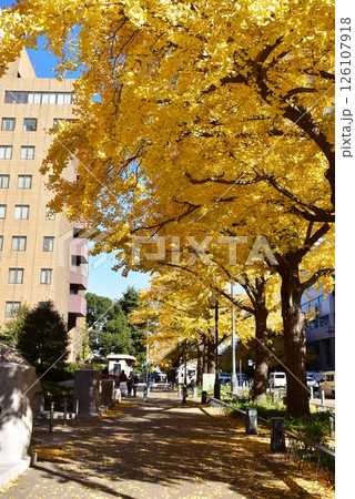 横浜市 日本大通りの黄葉銀杏並木と横浜地方裁判所 横浜市 日本大通りの黄葉銀杏並木と横浜地方裁判所 126107918