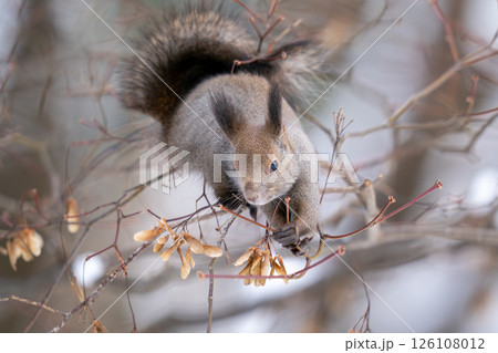枝の上で餌を食べようとしているエゾリス 枝の上で餌を食べようとしているエゾリス 126108012