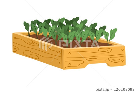 Wooden raised bed filled with young green vegetable plants, representing gardening, eco living or farming. Cartoon flat vector natural agricultural production, harvest, healthy eating, seasonal foods 126108098