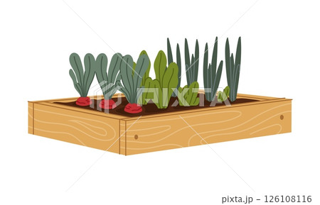 Wooden garden bed filled with soil and sprouting fresh vegetables like radish, spinach, and green onion. Cartoon vector flat fresh greens and veggies for farm, gardening or organic food concepts 126108116