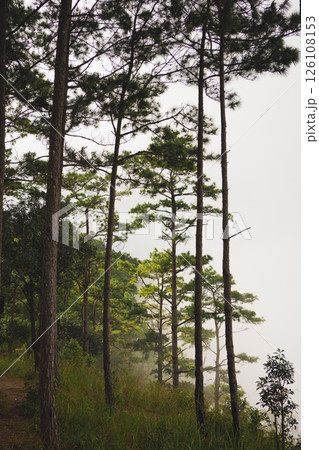 travel and people activity concept with tree and haze in tropical forest on mountain 126108153