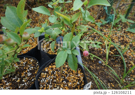 ブルーベリー挿し木 126108211