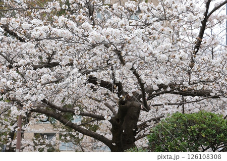 March 27 2025 Close-Up of Blooming White Cherry Blossoms on a Softly, Japan March 27 2025 Close-Up of Blooming White Cherry Blossoms on a Softly, Japan 126108308