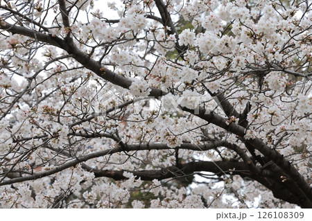 March 27 2025 Close-Up of Blooming White Cherry Blossoms on a Softly, Japan March 27 2025 Close-Up of Blooming White Cherry Blossoms on a Softly, Japan 126108309