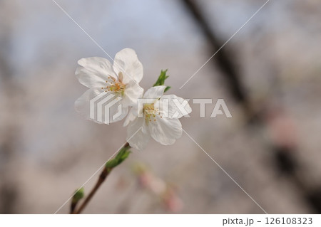 March 27 2025 Close-Up of Blooming White Cherry Blossoms on a Softly, Japan 126108323