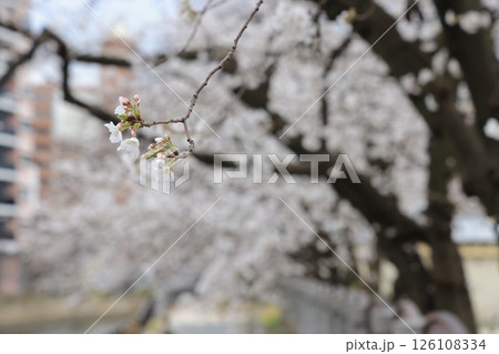 March 27 2025 Cherry Blossom Trees and Colorful Decorations in a Springtime Park, Japan March 27 2025 Cherry Blossom Trees and Colorful Decorations in a Springtime Park, Japan 126108334