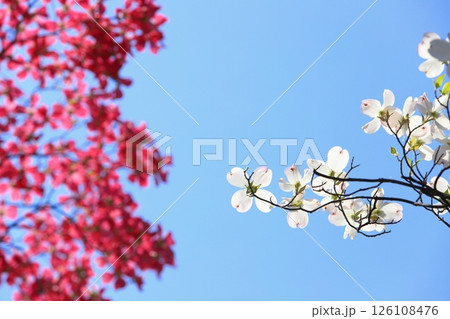 青空に映える白いハナミズキと赤いハナミズキ 【青空背景】 【空背景】 126108476