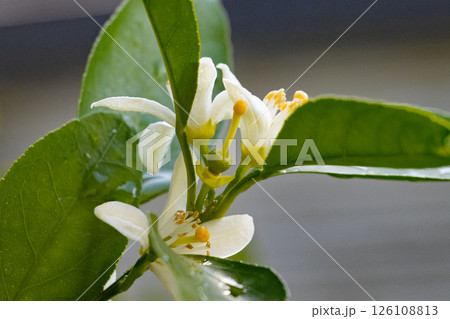 白いミカンの花と受粉し膨らみはじめた実 126108813
