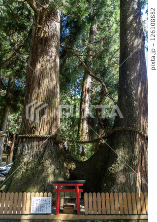 龍穴神社の夫婦杉 126108882