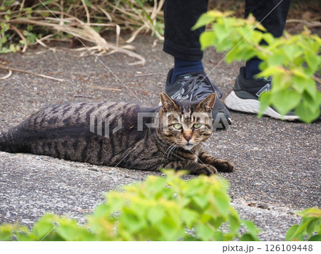 見つめるキジトラ猫 126109448