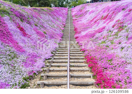 芝桜が満開の東藻琴芝桜公園 芝桜が満開の東藻琴芝桜公園 126109586
