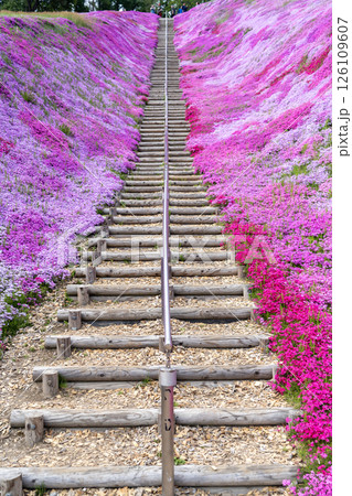 芝桜が満開の東藻琴芝桜公園 芝桜が満開の東藻琴芝桜公園 126109607