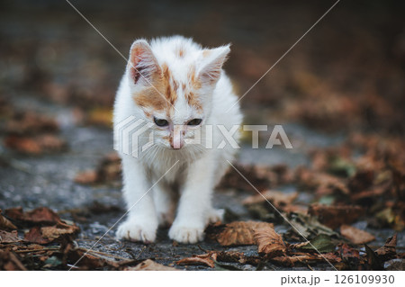 A small abandoned puppy cat A small abandoned puppy cat 126109930