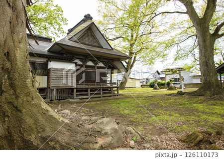 ケヤキの巨木と新山神社 秋田県 ケヤキの巨木と新山神社 秋田県 126110173