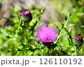 アザミの花 126110192