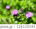 アザミの花 126110193