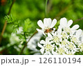 白い花とミツバチ 126110194