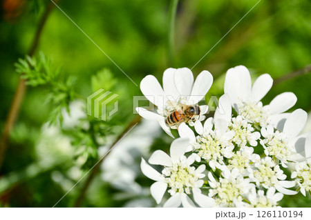 白い花とミツバチ 126110194
