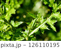 緑の葉に隠れるバッタ 126110195