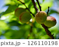 熟し始めた梅の実 126110198