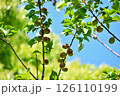 実が沢山なった梅の実 126110199