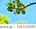 青い梅の実 126110200