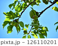 青い実をつけた梅の木 126110201
