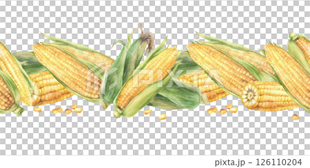 Sweet Corn seamless border. Watercolor realistic vegetables food pattern. Yellow cut and whole maize cob, kernel of corn, husks. Hand drawn illustration for food labelling Isolated from background 126110204