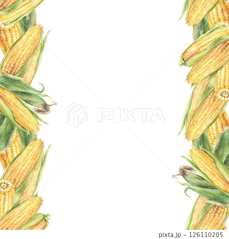Sweet Corn seamless border frame. Yellow cut and whole maize cob, kernel of corn, green husks. Hand drawn illustration Watercolor vegetables food design for label, corn oil. Isolated from background Sweet Corn seamless border frame. Yellow cut and whole maize cob, kernel of corn, green husks. Hand drawn illustration Watercolor vegetables food design for label, corn oil. Isolated from background 126110205
