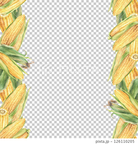 Sweet Corn seamless border frame. Yellow cut and whole maize cob, kernel of corn, green husks. Hand drawn illustration Watercolor vegetables food design for label, corn oil. Isolated from background Sweet Corn seamless border frame. Yellow cut and whole maize cob, kernel of corn, green husks. Hand drawn illustration Watercolor vegetables food design for label, corn oil. Isolated from background 126110205