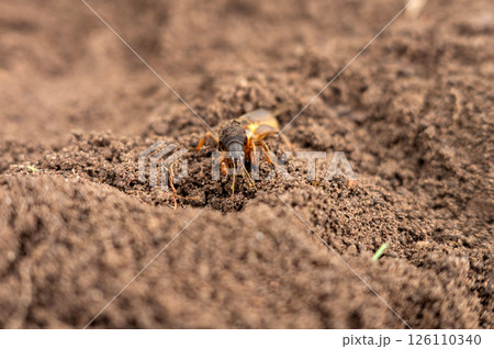 Close-up of mole cricket burrowing through soil in natural habitat Close-up of mole cricket burrowing through soil in natural habitat 126110340
