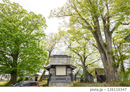四本のケヤキ巨木に囲まれる新山神社本殿 秋田県 四本のケヤキ巨木に囲まれる新山神社本殿 秋田県 126110347