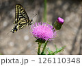 アザミの蜜を吸うアゲハチョウ 126110348