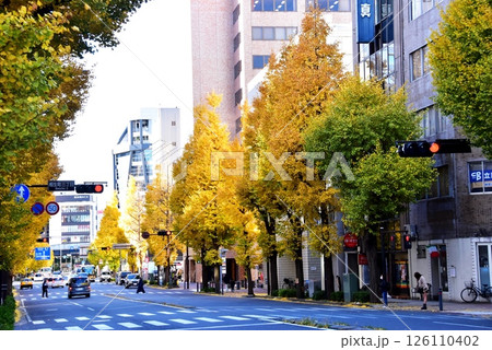 横浜市中区 相生町通りの相生町3丁目付近の黄葉イチョウ並木と周辺町並み 横浜市中区 相生町通りの相生町3丁目付近の黄葉イチョウ並木と周辺町並み 126110402