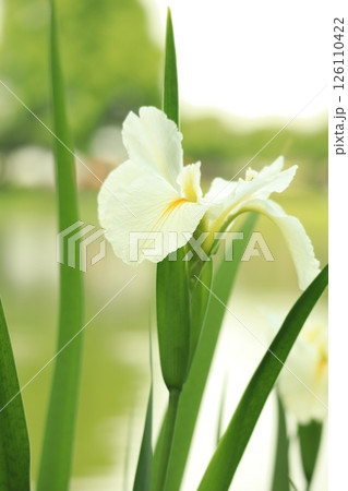 水辺の花菖蒲 126110422