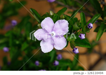 ニオイバンマツリ 126110494