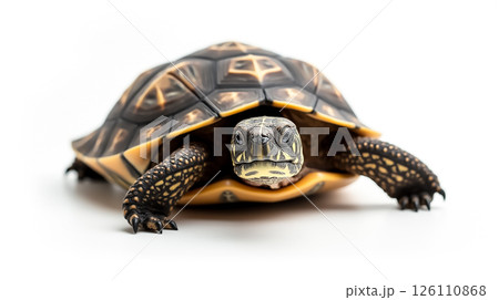 Tortoise moves slowly across a smooth surface while showcasing its patterned shell and curious expression Tortoise moves slowly across a smooth surface while showcasing its patterned shell and curious expression 126110868