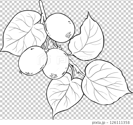 Kiwi Branch with Fruits Outline Illustration. Organic natural nutritional healthy food ingredient, vegetarian diet product. Kiwi Branch with Fruits Outline Illustration. Organic natural nutritional healthy food ingredient, vegetarian diet product. 126111358