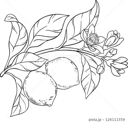 Lime Branch with Flowers, Fruits and Leaves Outline Illustration. 126111359